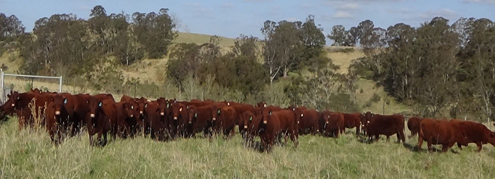 Pomroys Heifers and Cows